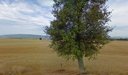 Hípica alberana en Vitoria-Gasteiz