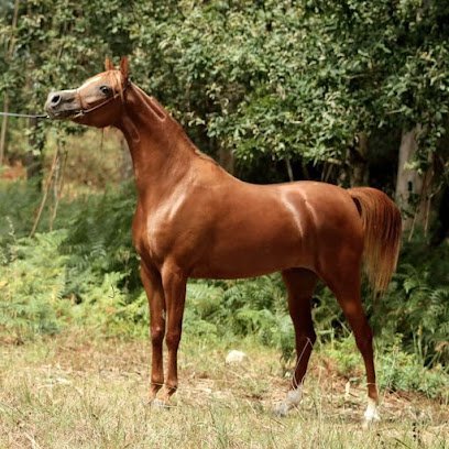 Rodríguez Moran arabians en O Matodoso