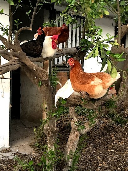 Caballos Gran Canaria en Telde