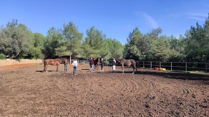 Cuadras Can Brisia cria y venta Gypsy Vanner horses en Santa Gertrudis de Fruitera