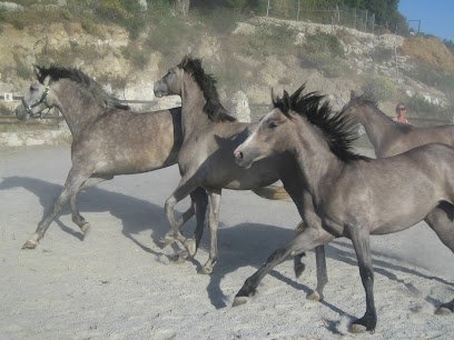 Caballos del Mosquin en Canillas de Albaida