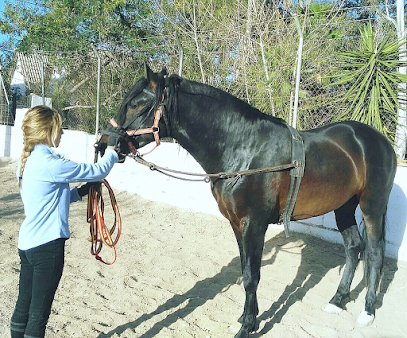 Club Ecuestre Catarroja - Montar a Caballo en Valencia - Pupilaje de Caballos en Valencia en Catarroja