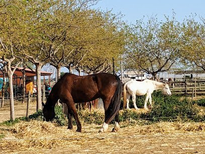 Hípica Les Tanques en Viladecans