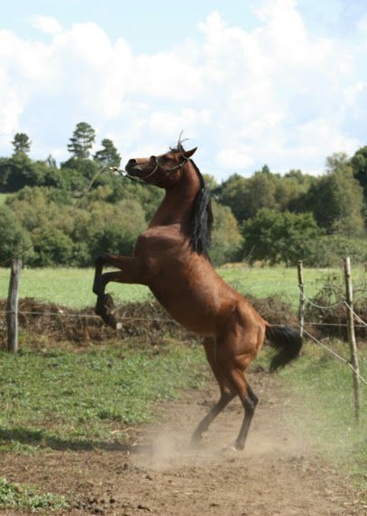 Yeguada Sigloarabians en Baralla