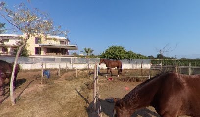 Pony club La Finca Ecuestre. Escuela hípica. Pony y caballos. Equitación en Bétera