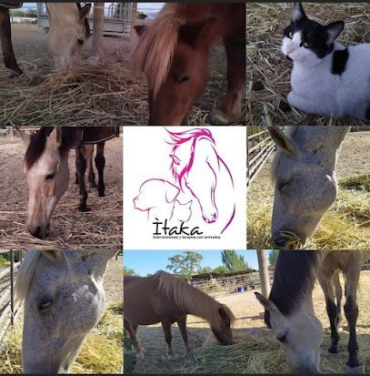 Ítaka. Intervención Asistida con Caballos Granada en Granada