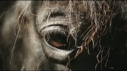 Ser Caballo en Allande
