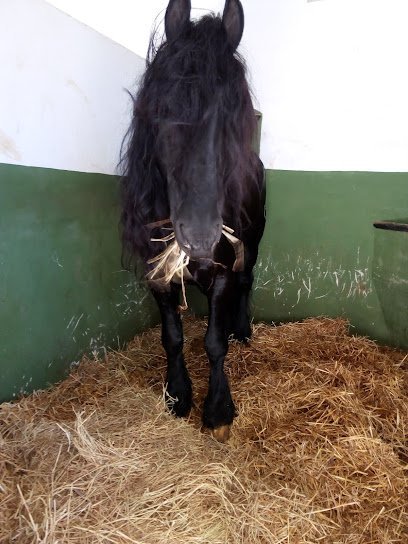 Equitación Peluca en Alcoy