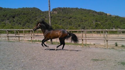 HÍPICA RUEDA Rutas y Paseos a Caballo. Escuela para aprender a montar a Caballo en Náquera