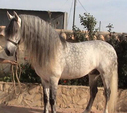 Club Ecuestre El Cortijo en Alcantarilla