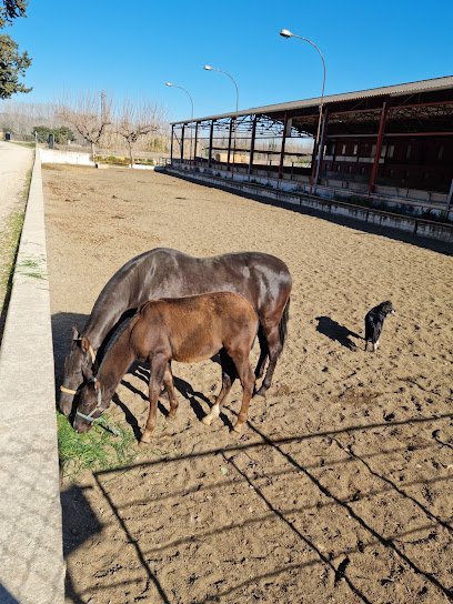 Club Equestre Quesada en Salt