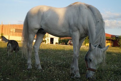 Equitalba Centro Hipico en Albacete