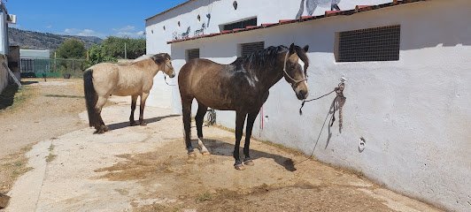 Club Hípico Oropesa en Oropesa