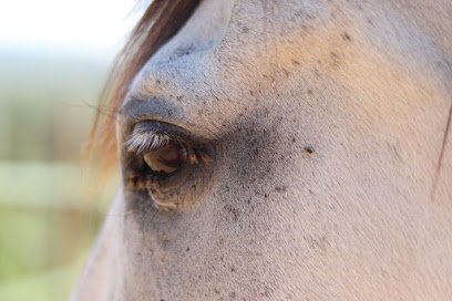 PikDame Education Equestrian Centre/ Symbiosis Horse Academy en Riudoms
