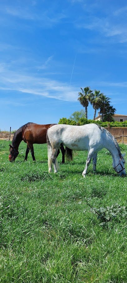 Freya Equestrian Center en Manacor