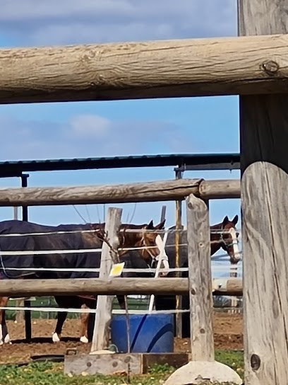 Hípica cade en Abánades