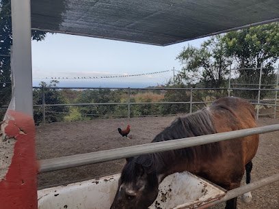 Sociedad hípica La Palma Miranda en Breña Baja