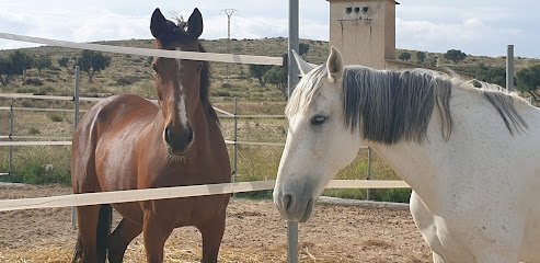 Club Hípico Arco Iris en Alicante