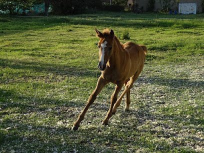 Centro Hipico Equus Bierzo en Carracedelo