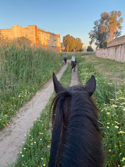 Caballos Melilla High Quality en Melilla