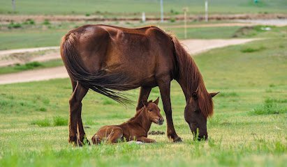 Yeguada el Rincón del Campillo - Empresa de venta de caballos en Ciudad Real en Abenójar