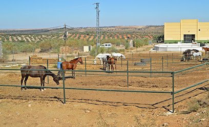 Hípica Toledo a Caballo en Guadamur