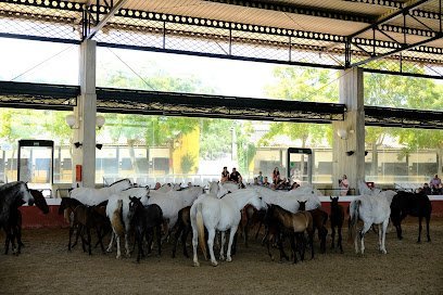 Yeguada Cartuja Hierro del Bocado en Jerez de la Frontera
