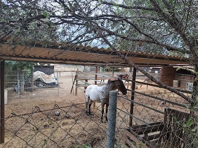 Club Equitació S'espiga en Costitx