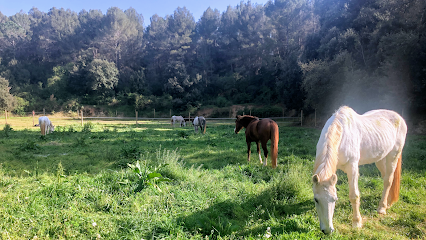 Hípica Can Camps en Sant Quirze del Vallès