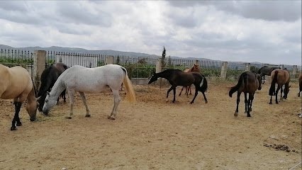 Yeguada Alarcón en Picassent