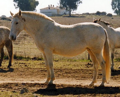 Yeguada Drago