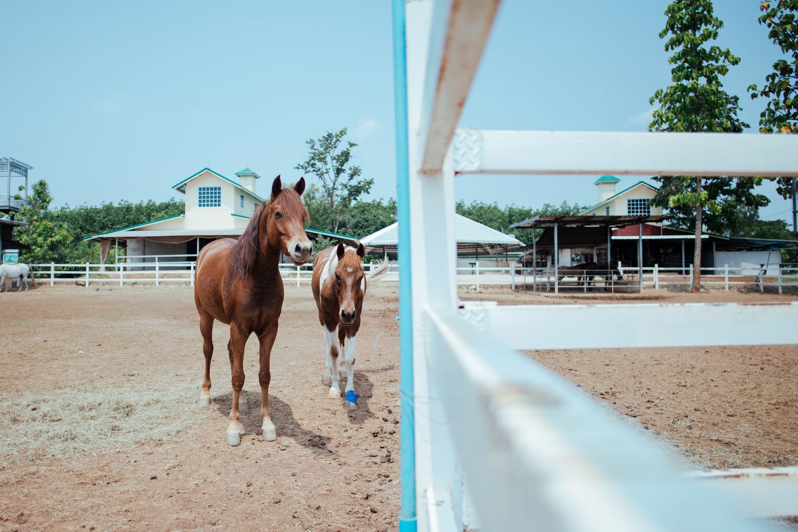 Dos caballos en la pista de arena de un centro hípico