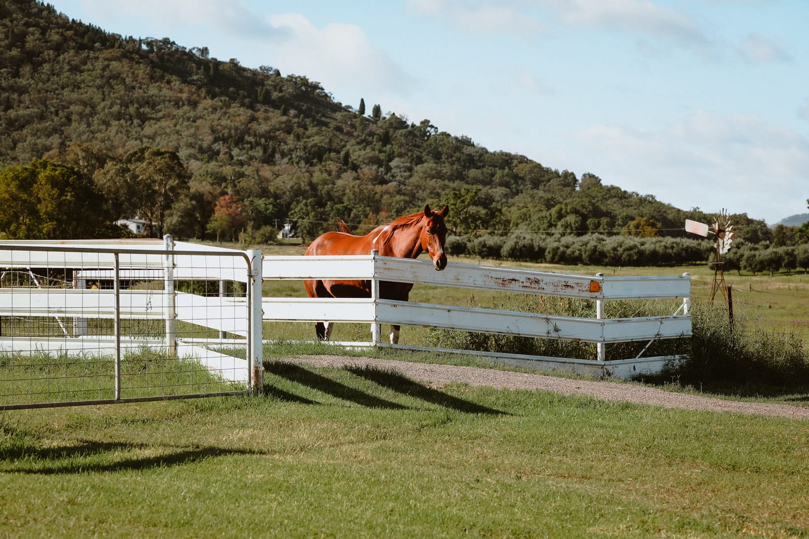 Caballo junto a la valla de un prado