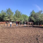 Cuadras Can Brisia cria y venta Gypsy Vanner horses en Santa Gertrudis de Fruitera