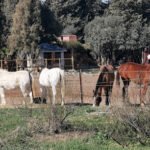 Finca El Álamo en Alcalá de los Gazules