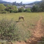 BarrakoLobo Ranch en Eroso-Ugarte