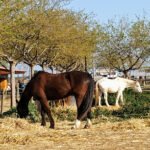 Hípica Les Tanques en Viladecans