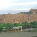 Escuela Ecuestre en Guadix