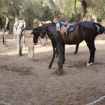 Andalucia.Cool Beachrides en Vejer de la Frontera