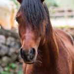 Son Cavalls - Equestrian academy en Son Negre