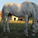 Equitalba Centro Hipico en Albacete