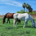 Freya Equestrian Center en Manacor