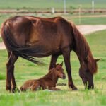 Yeguada el Rincón del Campillo - Empresa de venta de caballos en Ciudad Real en Abenójar