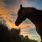 Tradición Caballar en Aginaga