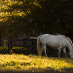 zona EQUUS - Barcelona en Barcelona