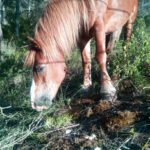 Hipica La Tossa en Santa Margarida de Montbui