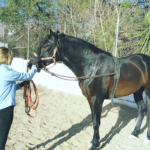 Club Ecuestre Catarroja - Montar a Caballo en Valencia - Pupilaje de Caballos en Valencia en Catarroja