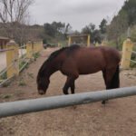 CENTRO HIPICO EL SALADRAR XATIVA PUPILAJE EQUINOTERAPIA en Llosa de Ranes