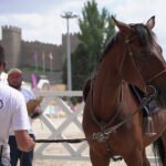 Concurso Hípico de Ávila en Ávila