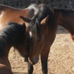 Horse and pony riding / Reiten / Rutas y paseos a caballo y poni Savvy Tenerife en Aguamansa